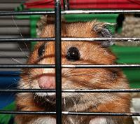 Kerry best sale hamster cage